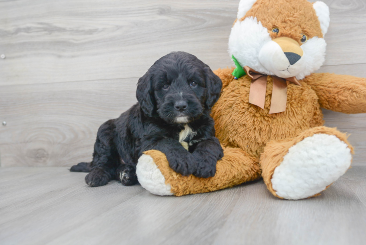 Meet Liam - our Mini Bernedoodle Puppy Photo 1/3 - Premier Pups