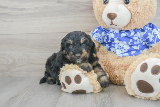 Mini Bernedoodle Pup Being Cute