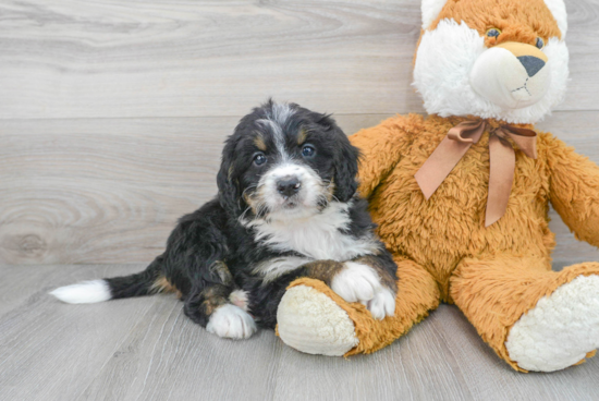 Cute Mini Bernedoodle Baby