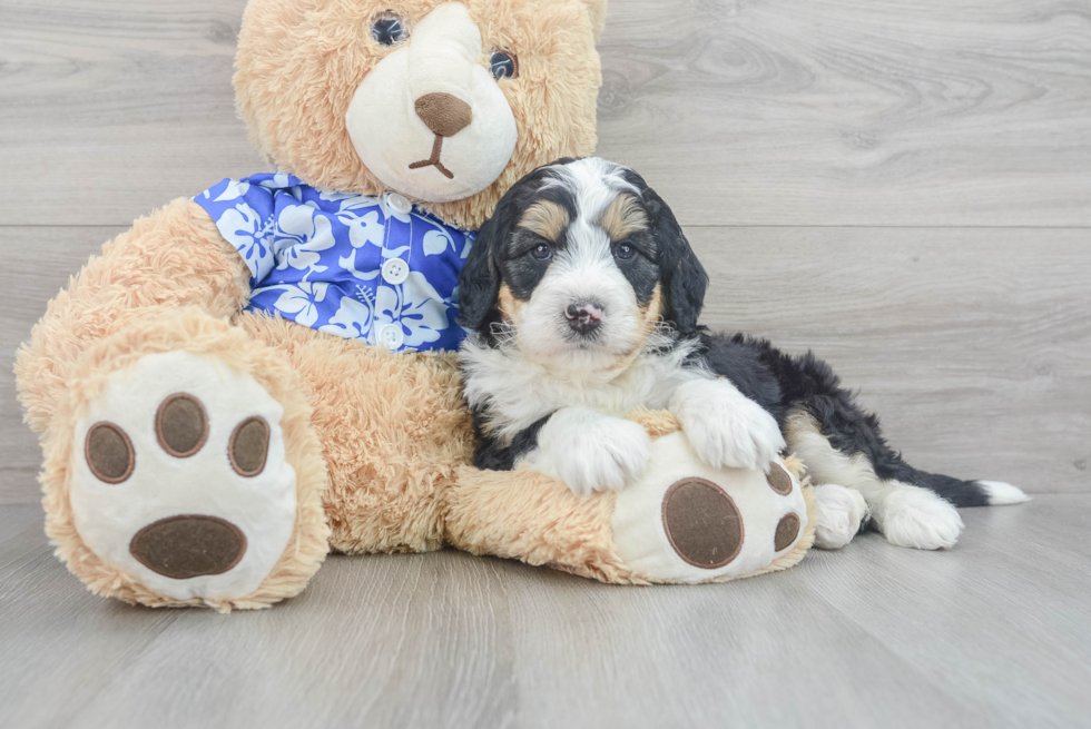 Petite Mini Bernedoodle Logan: 12lb 12oz Doodle Puppy