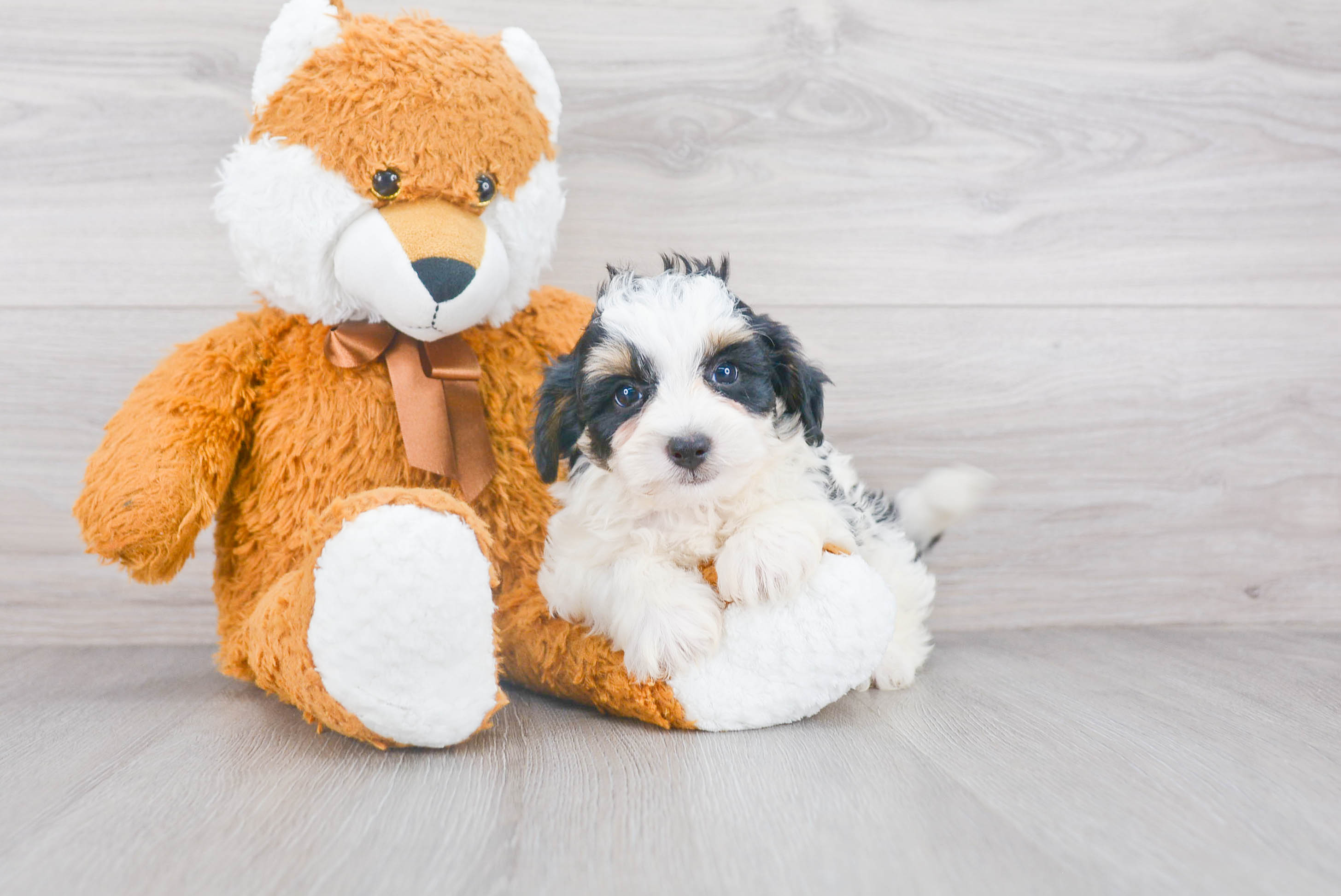 stuffed bernedoodle