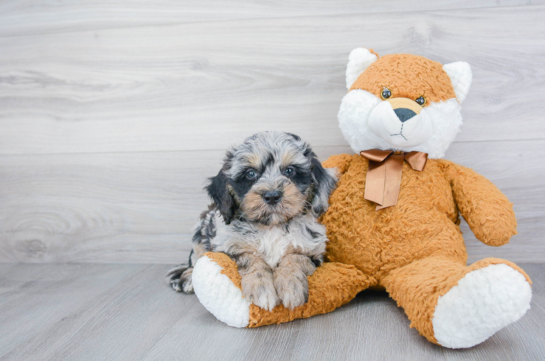 Miniature Bernedoodle Puppies for Sale | Premier Pups located in Ohio