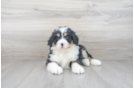 Meet Logan - our Mini Bernedoodle Puppy Photo 2/3 - Premier Pups