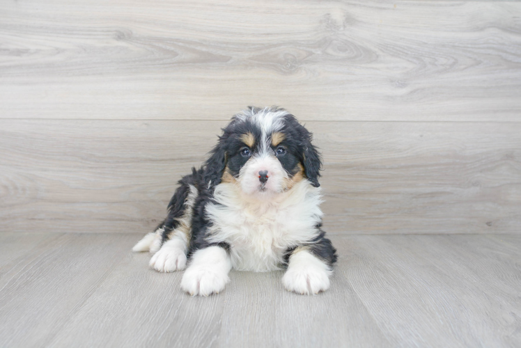 Meet Logan - our Mini Bernedoodle Puppy Photo 1/3 - Premier Pups