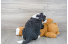 Meet Logan - our Mini Bernedoodle Puppy Photo 3/3 - Premier Pups