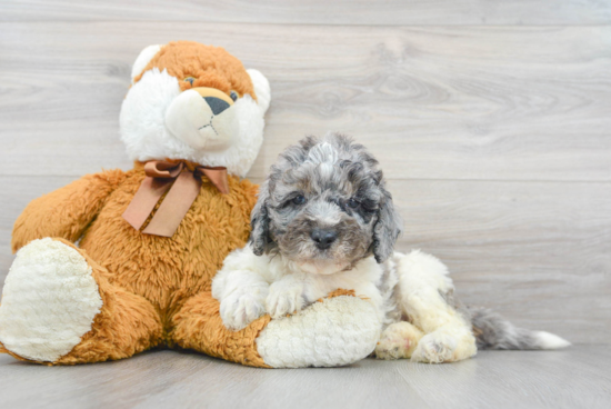 Fluffy Mini Bernedoodle Poodle Mix Pup