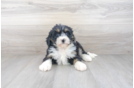 Meet Lola - our Mini Bernedoodle Puppy Photo 2/3 - Premier Pups