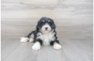 Meet Lola - our Mini Bernedoodle Puppy Photo 1/3 - Premier Pups