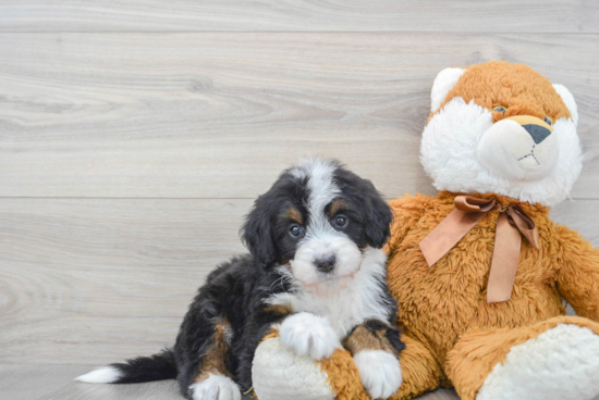 Mini Bernedoodle Puppy for Adoption