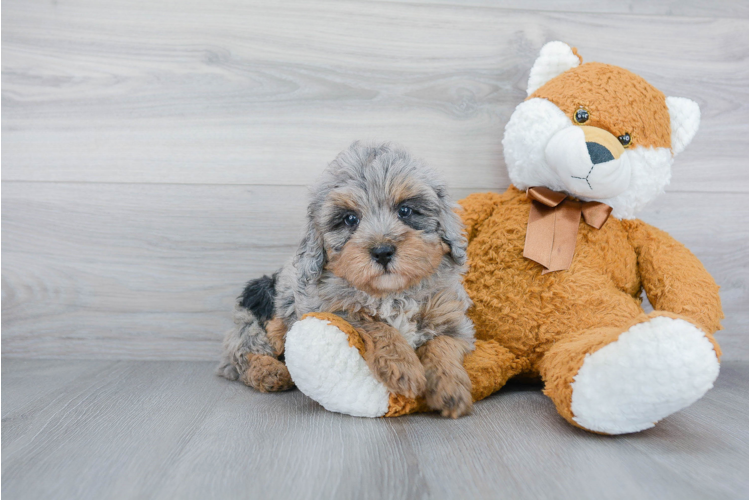 bernedoodle plush toy