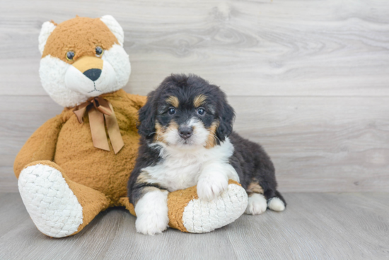 Mini Bernedoodle Pup Being Cute