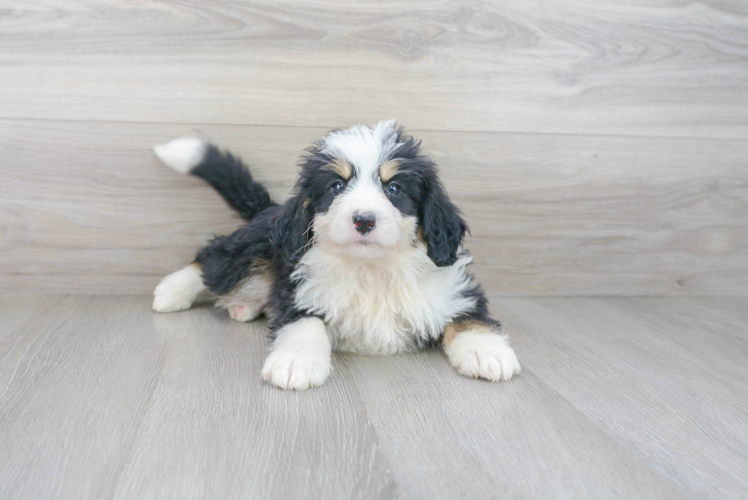 Meet Lovato - our Mini Bernedoodle Puppy Photo 1/3 - Premier Pups