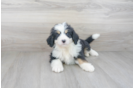Meet Lovato - our Mini Bernedoodle Puppy Photo 2/3 - Premier Pups