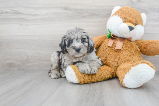 Cute Mini Bernedoodle Baby