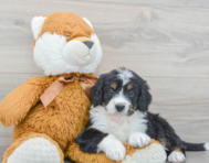 6 week old Mini Bernedoodle Puppy For Sale - Premier Pups
