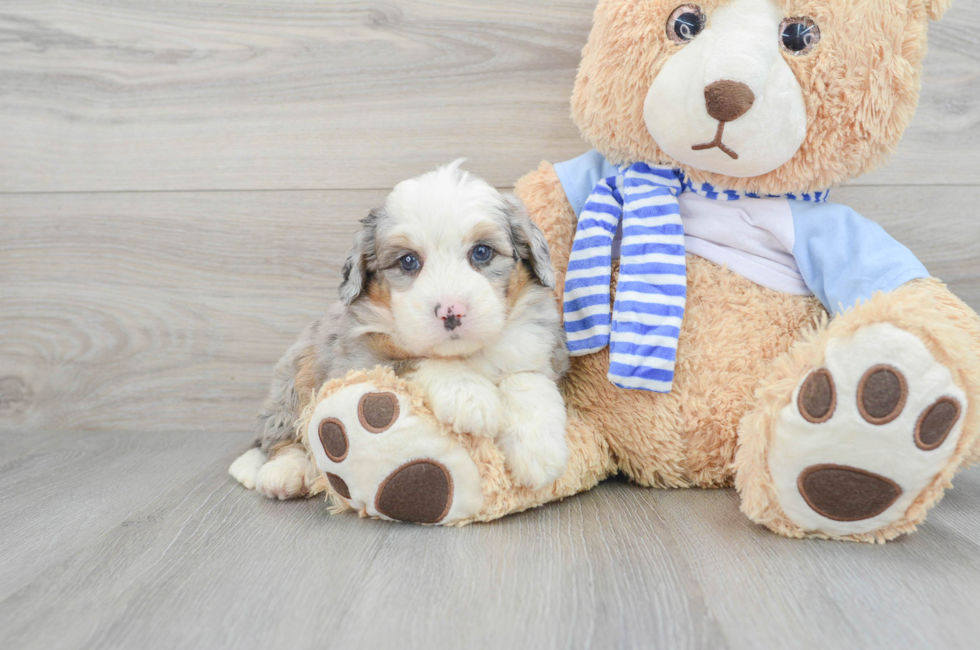 6 week old Mini Bernedoodle Puppy For Sale - Premier Pups