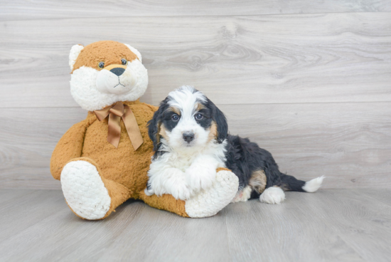 Mini Bernedoodle Puppy for Adoption