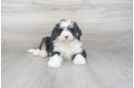 Meet Luciana - our Mini Bernedoodle Puppy Photo 1/4 - Premier Pups