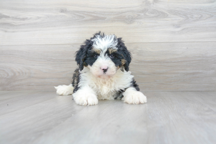 Meet Luciana - our Mini Bernedoodle Puppy Photo 3/4 - Premier Pups