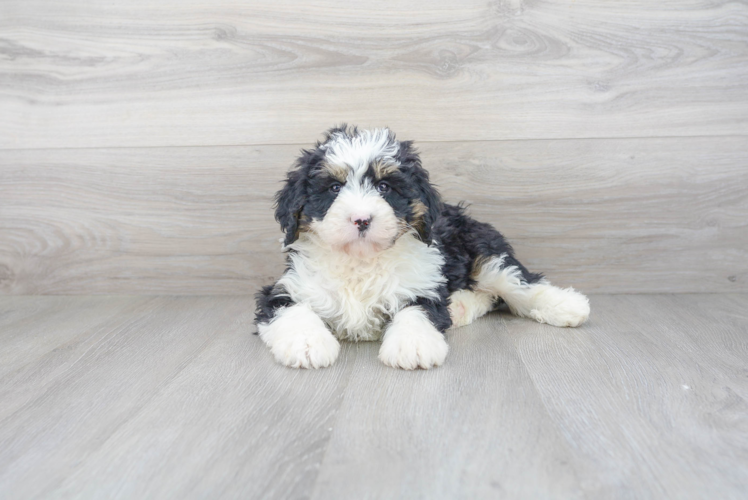 Meet Luciana - our Mini Bernedoodle Puppy Photo 2/4 - Premier Pups