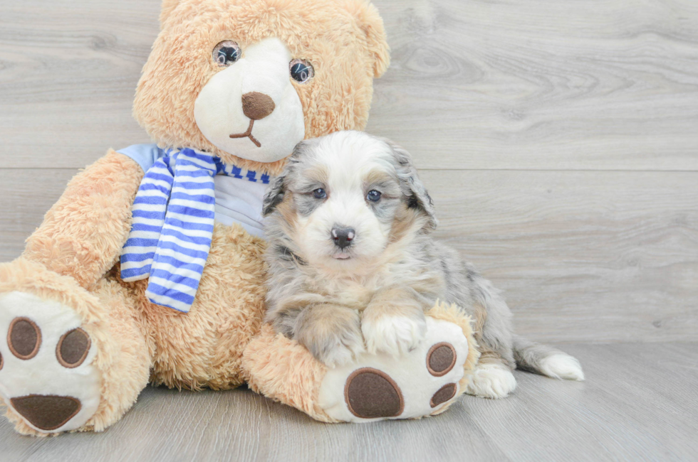 6 week old Mini Bernedoodle Puppy For Sale - Premier Pups