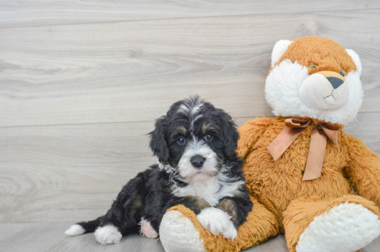 Mini Bernedoodle Puppy for Adoption