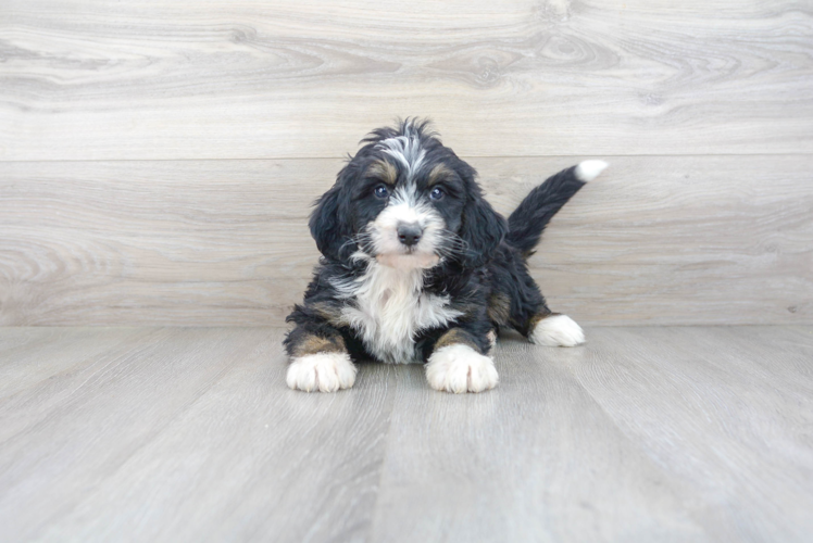 Meet Luka - our Mini Bernedoodle Puppy Photo 2/3 - Premier Pups