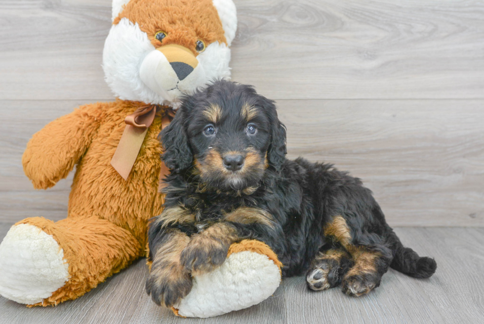 https://premierpups.com/azure/affordablepup/pups/mini-bernedoodle-luka-8285132689864230.jpg?preset=detail