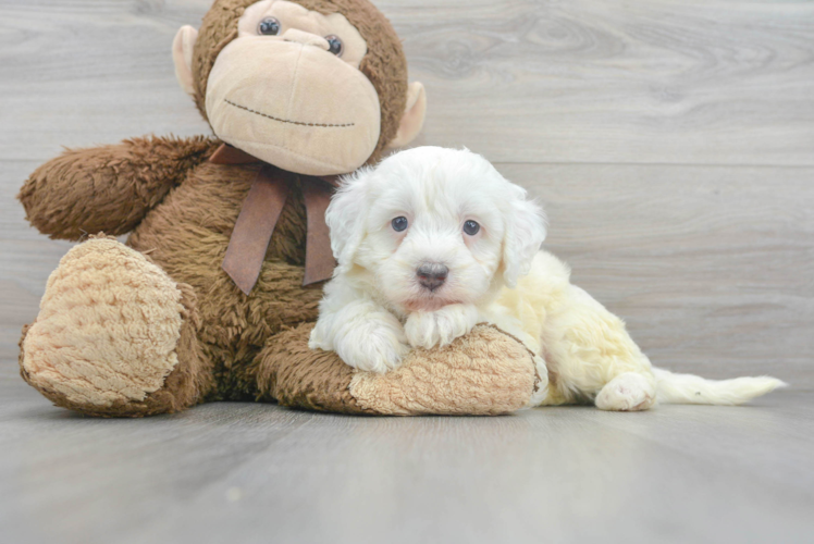 Meet Luka - our Mini Bernedoodle Puppy Photo 1/3 - Premier Pups