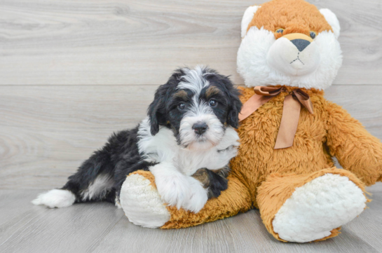 Mini Bernedoodle Puppy for Adoption