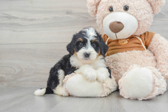 Playful Mini Berniedoodle Poodle Mix Puppy