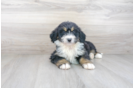 Meet Lunetta - our Mini Bernedoodle Puppy Photo 2/3 - Premier Pups