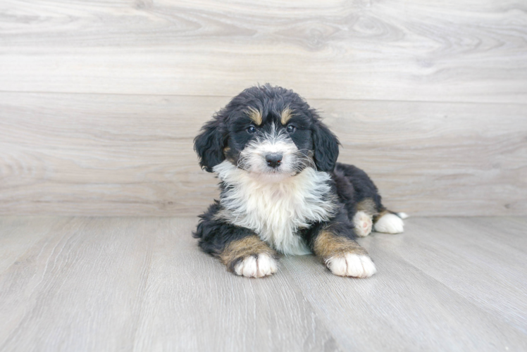 Meet Lunetta - our Mini Bernedoodle Puppy Photo 2/3 - Premier Pups