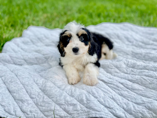 Cute Mini Bernedoodle Baby