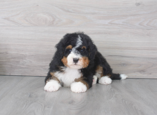 Cute Mini Bernedoodle Baby