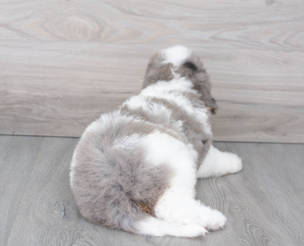 Petite Mini Bernedoodle Poodle Mix Pup