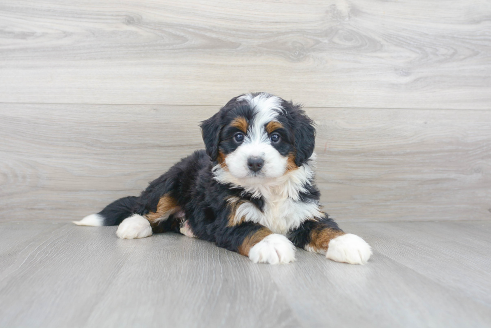 Meet Marie - our Mini Bernedoodle Puppy Photo 1/2 - Premier Pups