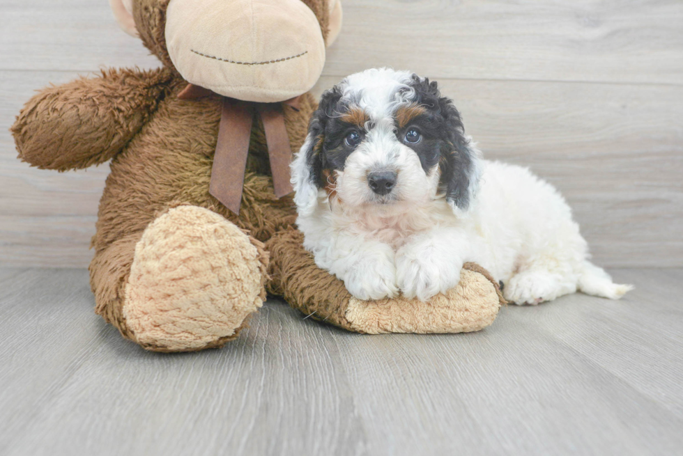 Meet Marie - our Mini Bernedoodle Puppy Photo 1/3 - Premier Pups