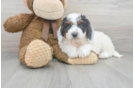 Meet Marie - our Mini Bernedoodle Puppy Photo 1/3 - Premier Pups