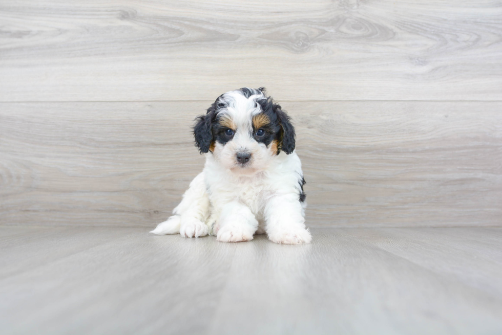Meet Marvin - our Mini Bernedoodle Puppy Photo 2/3 - Premier Pups