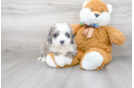 Meet Mila - our Mini Bernedoodle Puppy Photo 2/3 - Premier Pups