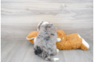 Meet Mila - our Mini Bernedoodle Puppy Photo 3/3 - Premier Pups