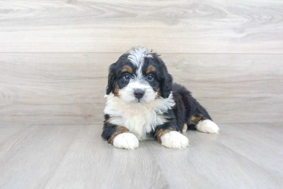 Meet Mila - our Mini Bernedoodle Puppy Photo 1/3 - Premier Pups