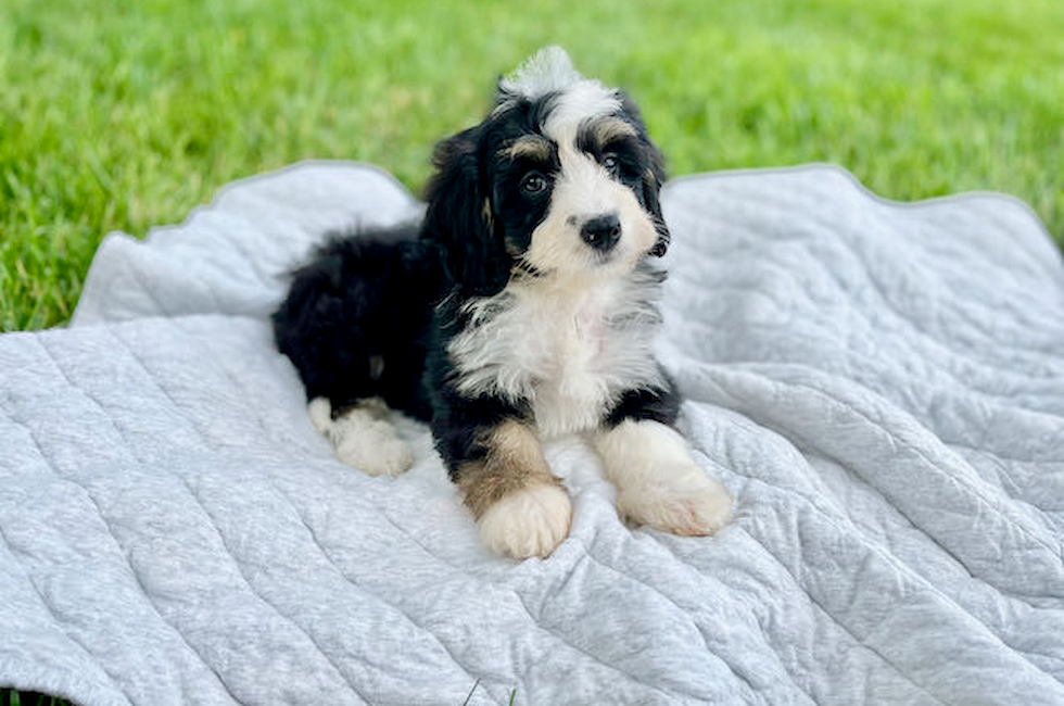 [5+] 3 Months Old Premium Mini Bernedoodle Dog Puppy For Sale Or