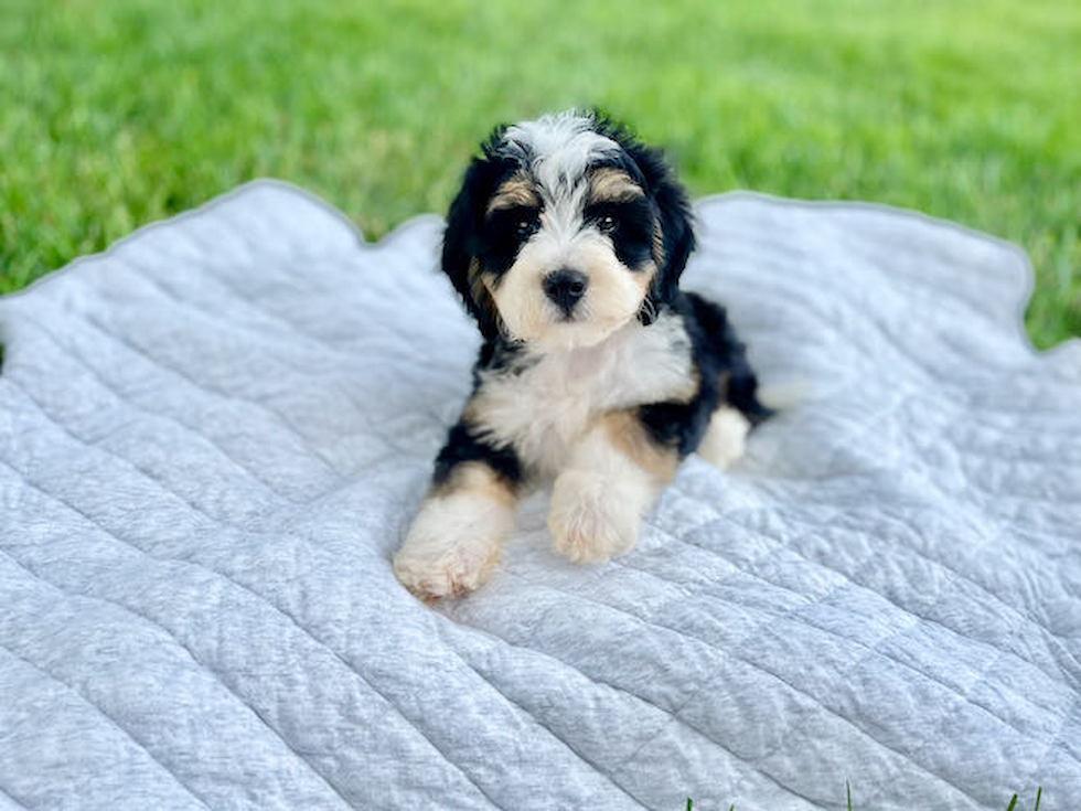 Mini Bernedoodle Puppy for Adoption