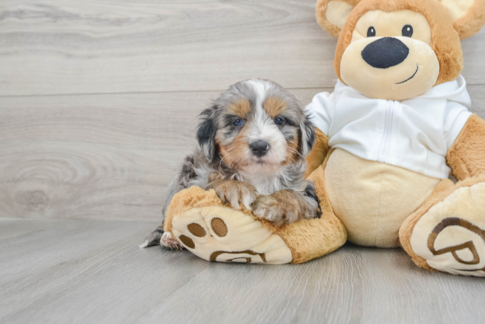 Small Mini Bernedoodle Ozzie: 5lb 10oz Doodle Puppy