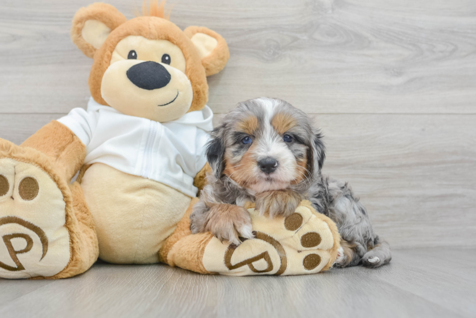 Small Mini Bernedoodle Ozzie: 5lb 10oz Doodle Puppy