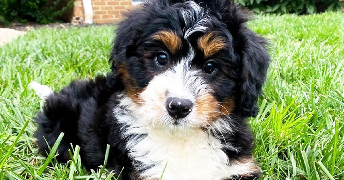 Mini Bernedoodle Puppies for Sale | Premier Pups