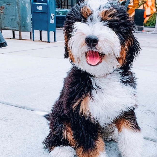 Tricolor bernedoodle for store sale