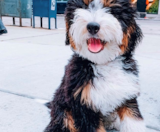 Mini Bernedoodle Puppies For Sale Premier Pups
